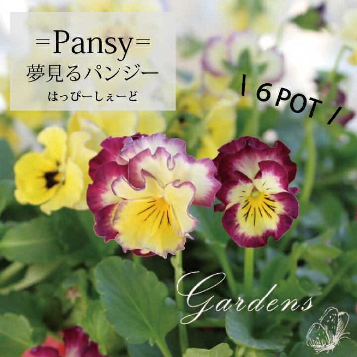 楽天市場 フリル パンジー 苗 フリル 咲き パンジー パンジー フリル 夢見るパンジー はっぴーしぇーど 苗 6ポットセット 3 5号苗 3 5寸 花苗 フリル ゴージャス 寄せ植え 花壇 送料無料 フリズルシズル Gardens ガーデンズ 楽天市場 フリル パンジー 苗 フリル 咲き パンジー パンジー フリル 夢見るパンジー はっぴーしぇーど 苗 6ポットセット 3 5号苗 3 5寸 花苗 フリル ゴージャス 寄せ植え 花壇 送料無料 フリズルシズル Gardens ガーデンズ