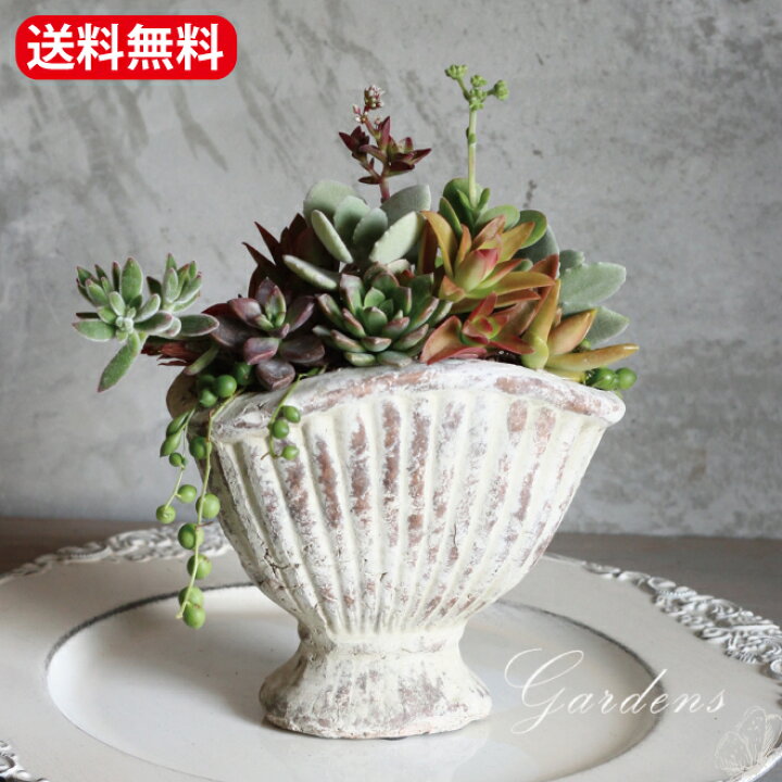 楽天市場 多肉の寄せ植え シェルベース 鉢植え シャビ 多肉植物 多肉 セット おうち時間 アンティーク調 インドアグリーン 観葉植物 ミニサイズ 送料無料 多肉寄せ植え手作り Gardens ガーデンズ 楽天市場 多肉の寄せ植え シェルベース 鉢植え シャビ 多肉植物 多肉 セット おうち時間 アンティーク調 インドアグリーン 観葉植物 ミニサイズ 送料無料 多肉寄せ植え手作り Gardens ガーデンズ