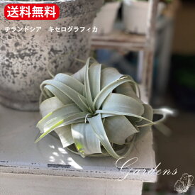 チランドシア　キセログラフィカ　ミニ ｜エアプランツ | 観葉植物 | インドアングリーン　苗 インテリア おしゃれ 【送料無料】観葉植物 エアプランツ キセログラフィカ ティランジア　人気 エアープランツ　 育てやすい ハンギング 丈夫 インテリア 男前　カッコイイ