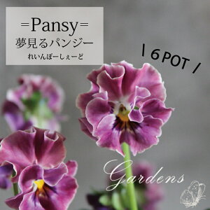 苗 花苗の人気商品 通販 価格比較 価格 Com