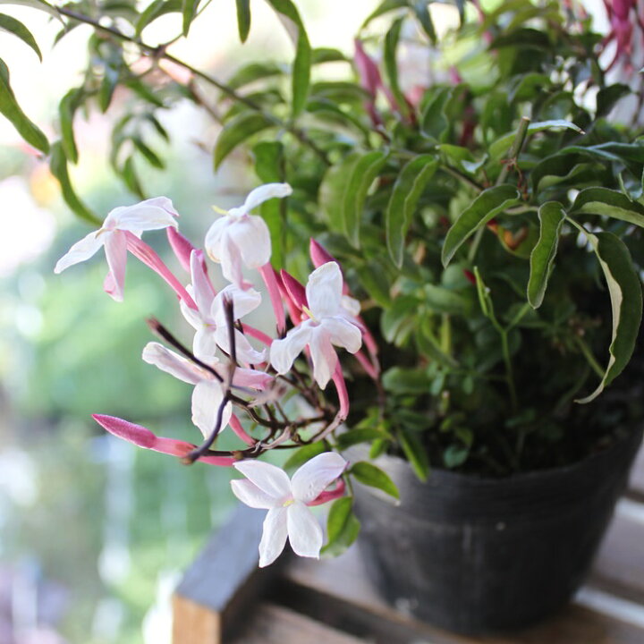 税込 送料無料 ハゴロモジャスミン 羽衣 苗 ホワイト花 観葉植物 Www Direcauto Net