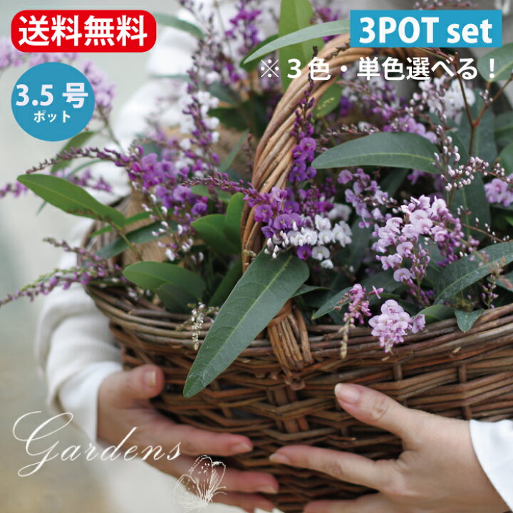 楽天市場 ハーデンベルギア コマチフジ 選べる花色 ３ｐセット 3 5号 3 5寸 ポット苗 小町藤 つる性 常緑 庭木 花付き 紫 白 薄紫 薄ピンク むらさき Gardens ガーデンズ