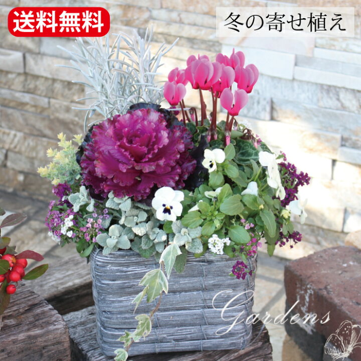 楽天市場 冬 寄せ植え ギフト そのまま飾れる 冬の寄せ植え ハボタンブラックパール ハボタン 光子 アリッサム 多粒蒔き ヘデラ ガーデンシクラメン ヘリクリサム シルバースノー バロタ パンジー ビオラ 等を使用 冬の人気苗を使用 花苗 Gardens
