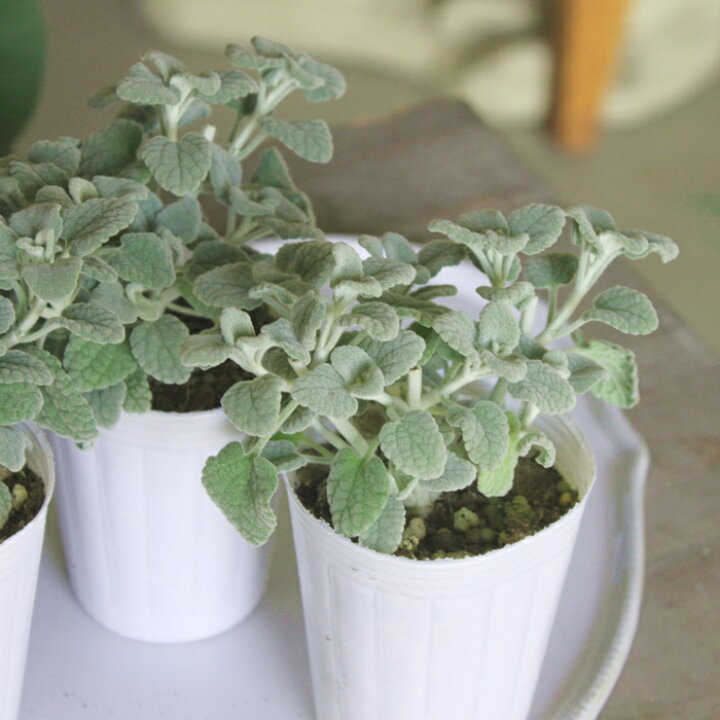 楽天市場 バロータ 2 5号 2 5寸 ３ｐｏｔセット 苗 バロタ 多年草 シルバーリーフ 寄せ植え 寄植え 花壇 送料無料 夏花苗 Gardens ガーデンズ