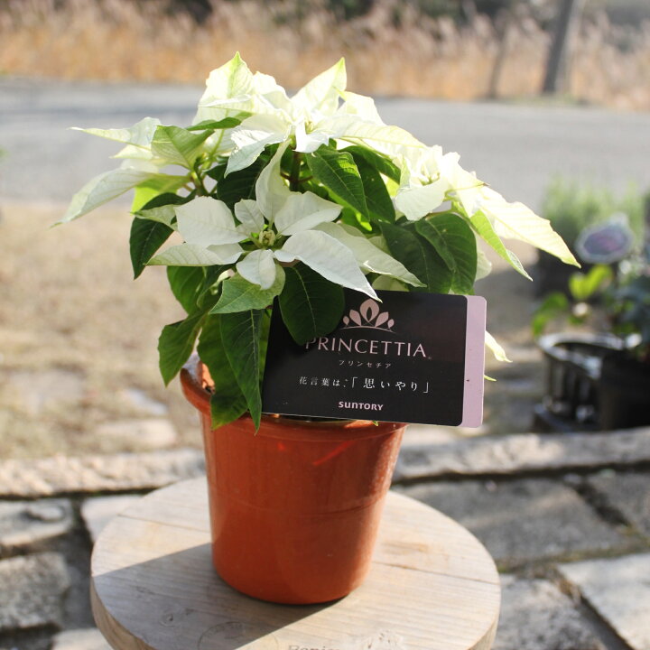 楽天市場 ポインセチア 鉢 プリンセチア 鉢花 4号鉢 ギフト 鉢植え 誕生日 クリスマス プレゼント 花 お歳暮 花苗 サントリー フラワー ポインセチア 白 ピンクリボン 送料無料 園芸 花 ポインセチア Gardens ガーデンズ