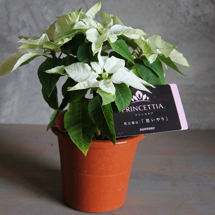 楽天市場 ポインセチア 鉢 プリンセチア 鉢花 4号鉢 ギフト 鉢植え 誕生日 クリスマス プレゼント 花 お歳暮 花苗 サントリー フラワー ポインセチア 白 ピンクリボン 送料無料 園芸 花 ポインセチア Gardens ガーデンズ