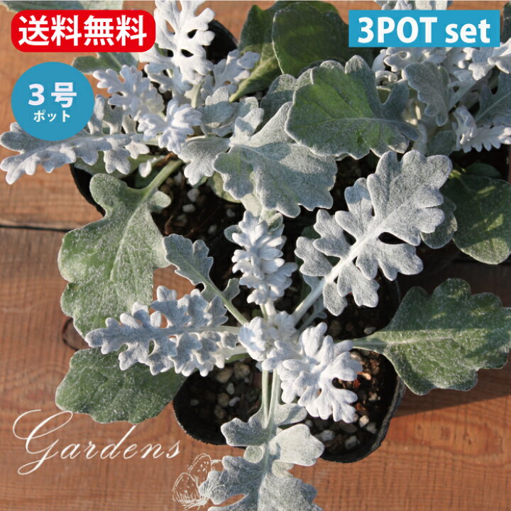 楽天市場 シロタエギク 白妙菊 3号 3寸 ３ｐｏｔセット 苗 多年草 シルバーリーフ 寄せ植え 寄植え 花壇 送料無料 Gardens ガーデンズ