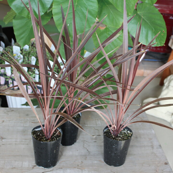 楽天市場 コルジリネ アウストラリス レッドスター Cordyline 3号 3寸 苗 ロックガーデン ドライガーデン 観葉植物 南国 引越祝い 開店祝い 新築祝い プレゼント 贈り物 送料無料 夏花苗 Gardens ガーデンズ