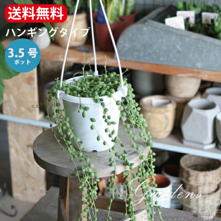 楽天市場 グリーンネックレス ハンギング 3 5号 3 5寸 実 クリスマス 花苗 ガーデニング 観葉植物 インドアグリーン 送料無料 寄せ植え キク科 セネキオ属 常緑つる性多肉植物 Gardens ガーデンズ