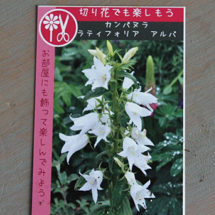 楽天市場 宿根草 アソート 切花向きセット 苗 ３ ５号 ３ ５寸 ６ｐｏｔセット カラーリーフ 斑入り ハンギング 寄せ植え 宿根草 花苗 耐暑性 夏 グランドカバー 多年草 送料無料 夏花苗 Gardens ガーデンズ