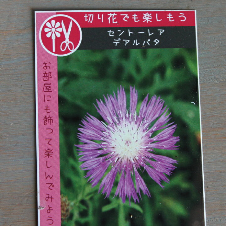 楽天市場 宿根草アソート 切花向きセット 苗 ３ ５号 ３ ５寸 ６ｐｏｔセット カラーリーフ 斑入り ハンギング 寄せ植え 宿根草 花苗 耐暑性 夏 グランドカバー 多年草 送料無料 Gardens ガーデンズ