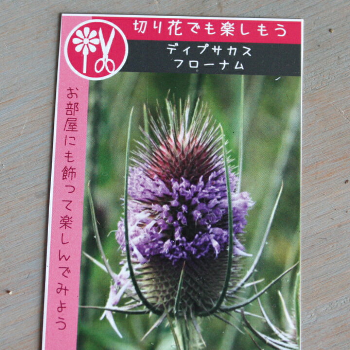 楽天市場 宿根草 アソート 切花向きセット 苗 ３ ５号 ３ ５寸 ６ｐｏｔセット カラーリーフ 斑入り ハンギング 寄せ植え 宿根草 花苗 耐暑性 夏 グランドカバー 多年草 送料無料 夏花苗 Gardens ガーデンズ