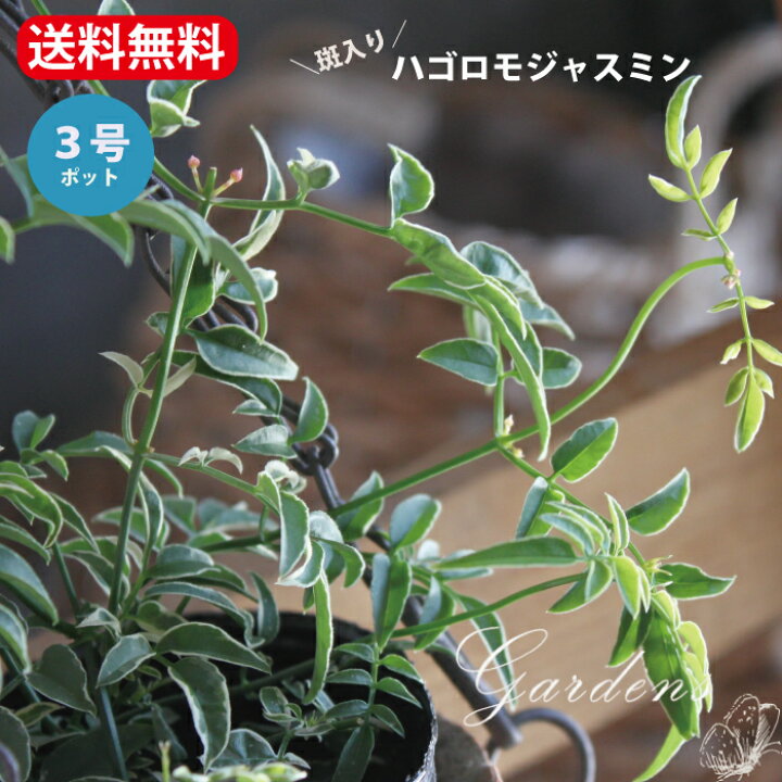 楽天市場 羽衣ジャスミン ハゴロモジャスミン 3号苗 斑入り 斑なし 3寸 3号 ジャスミン ハゴロモジャスミン 庭木 花木 つる植物 香り 送料無料 Gardens ガーデンズ