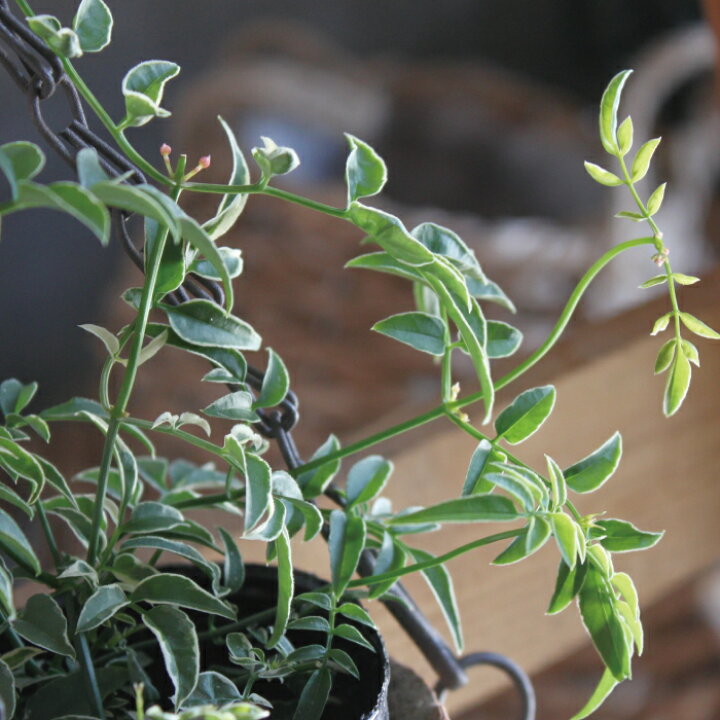 楽天市場 羽衣ジャスミン ハゴロモジャスミン 3号苗 斑入り 斑なし 3寸 3号 ジャスミン ハゴロモジャスミン 庭木 花木 つる植物 香り 送料無料 Gardens ガーデンズ