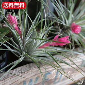 チランジア 花 観葉植物の人気商品 通販 価格比較 価格 Com