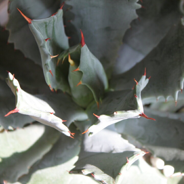 楽天市場 アガベ 雷神 雷光 頼光 セラマル Agave Potatorum 多肉植物 インドアグリーン 苗 観葉植物 引っ越し祝い 開店祝い 新築祝い プレゼント 贈り物 7号 送料無料 育て易い 乾燥に強い アガベ ポタトルム Gardens ガーデンズ 楽天市場 アガベ 雷神 雷光 頼光 セラマル Agave Potatorum 多肉植物 インドアグリーン 苗 観葉植物 引っ越し祝い 開店祝い 新築祝い プレゼント 贈り物 7号 送料無料 育て易い 乾燥に強い アガベ ポタトルム Gardens ガーデンズ