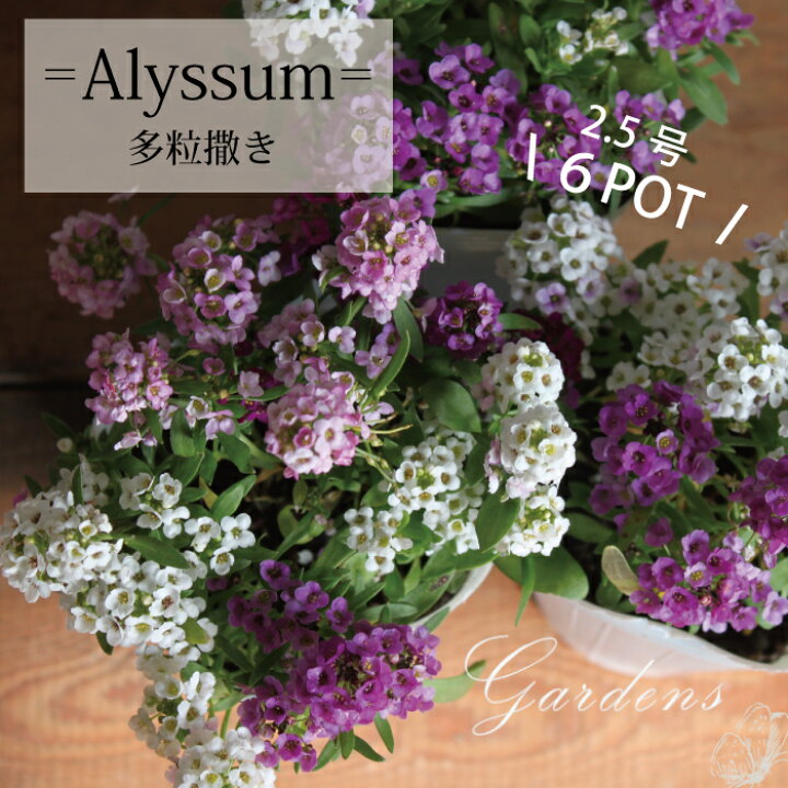 楽天市場 アリッサム 多粒撒き ６ｐｏｔセット 2 5 3号 2 5 3寸 ポット苗 花苗 寄せ植え 花壇 多年草 小花 白 ホワイト ピンク 紫 パープル 送料無料 Gardens ガーデンズ