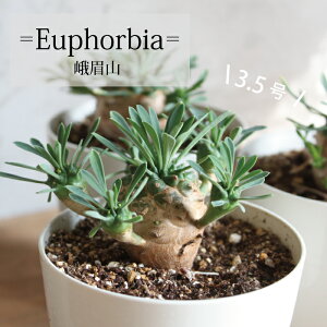 ユーフォルビア 観葉植物 農業資材 ガーデニング用品の通販 価格比較 価格 Com