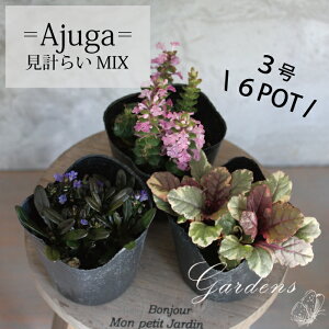 AWK MIX v炢6|bgZbg 3 3 OhJo[  N ԕc Zbg }`J[ oGK[^ ubNXJbv  VF[hK[f h J[[t |bg