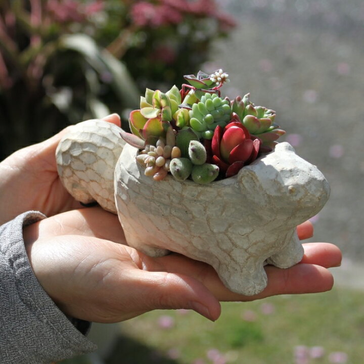 楽天市場】多肉植物 寄せ植え 多肉の寄せ植え リス ポット 多肉植物の  
