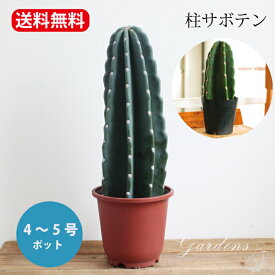 柱サボテン　5号　5寸　サボテン　トゲなし　インドアグリーン 苗 観葉植物 引越祝い 開店祝い 新築祝い プレゼント 贈り物　 【送料無料】男前　カッコイイ