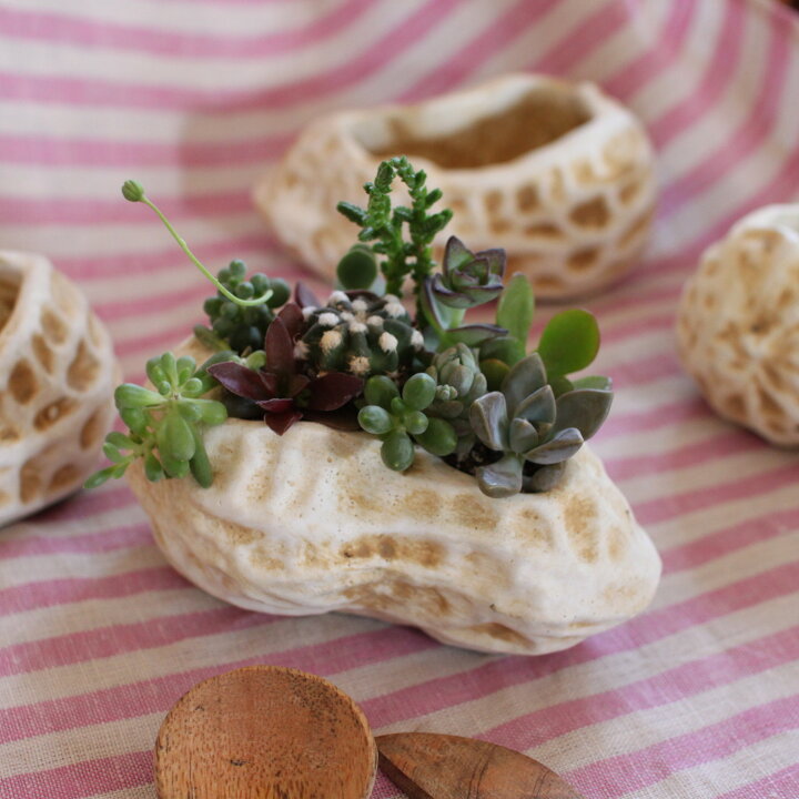 楽天市場】多肉植物 寄せ植え 『 ブリキ カラー カップの寄せ植え 