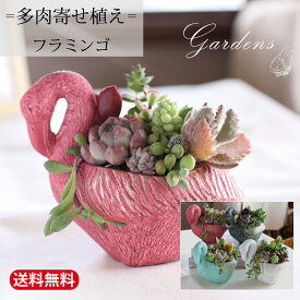多肉植物 寄せ植え おしゃれ 「　多肉寄せ植え フラミンゴ　」　苗 多肉 飾り 装飾 インドアグリーン プレゼント 贈り物 【送料無料】多肉植物 寄せ植え 鉢