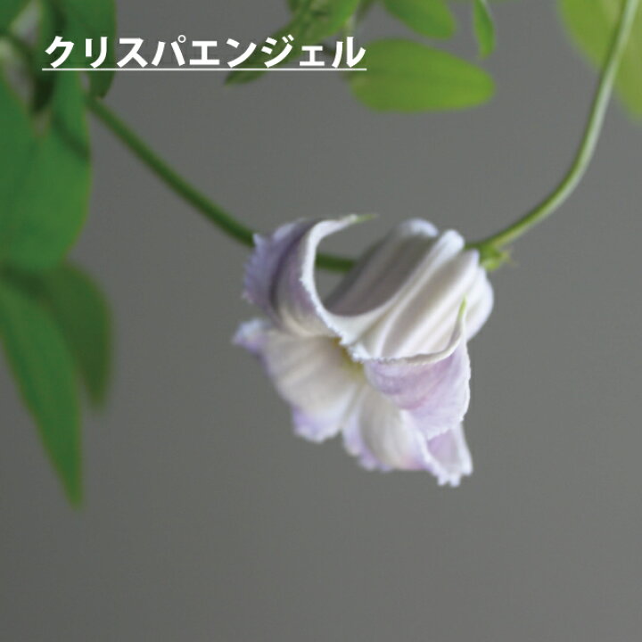 楽天市場 ｽｰﾊﾟｰｾｰﾙ半額 クレマチス 苗 鉢植え クレマチス テッセン クリスパエンジェル たまかずら 若紫 ヘンダ ソニー 5寸 つる性植物 シック 夏咲き 紫 贈り物 宿根草 送料無料 ロウグチ 篭口 母の日 鉢植え クレマチス インテグリフォリア系 強剪定タイプ 夏花苗