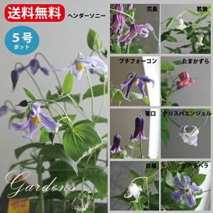 クレマチス 白 生花の人気商品 通販 価格比較 価格 Com