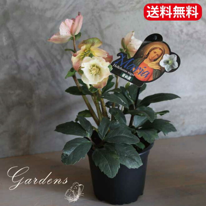 クリスマスローズ Christmas rose マリア 3.5号 3.5寸 常緑 多年草 耐寒性 宿根草 童仙房ナーセリー 送料無料 : GARDENS(ガーデンズ) クリスマスローズ Christmas rose マリア 3.5号 3.5寸 常緑 多年草 耐寒性 宿根草 童仙房ナーセリー 送料無料 : GARDENS(ガーデンズ)