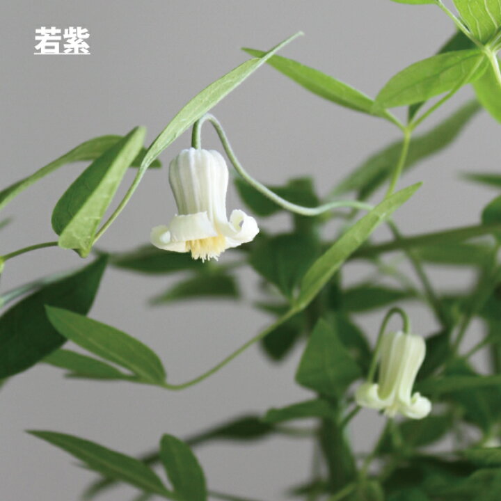 楽天市場 ｽｰﾊﾟｰｾｰﾙ半額 クレマチス 苗 鉢植え クレマチス テッセン クリスパエンジェル たまかずら 若紫 ヘンダ ソニー 5寸 つる性植物 シック 夏咲き 紫 贈り物 宿根草 送料無料 ロウグチ 篭口 母の日 鉢植え クレマチス インテグリフォリア系 強剪定タイプ 夏花苗