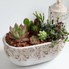 多肉植物 寄せ植え 多肉の寄せ植え　アラベスク・オーバルポットSの寄せ植え 　鉢植え　シャビ—　多肉植物 多肉 セット おうち時間 アンティーク調　インドアグリーン 観葉植物 　【送料無料】　多肉寄せ植え手作り