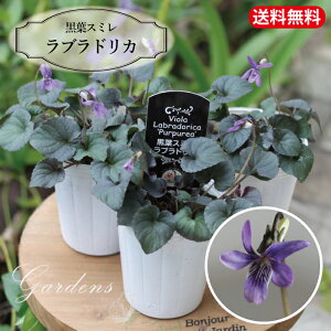 tX~ c 6|bg rI uhJ hrI h ԕc A VF[hK[f 2.5`3.5 ݂ OhJo[  N ԐF  p[v tyz @y