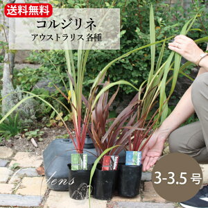 RWl AEXgX w bhX^[ / T_X / yR x Cordyline 3-3.5@3-3.5@ c bNK[f@hCK[f@ϗtA 썑@zj JXj Vzj v[g 