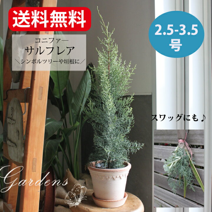 楽天市場】【1日限定☆エントリーで＋P10倍】寄せ植え コニファー 