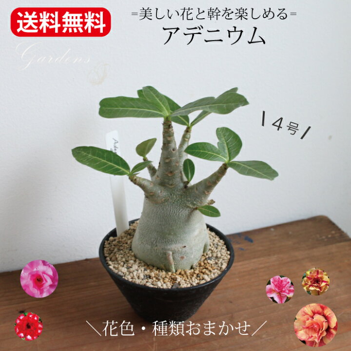 楽天市場】アデニウム オベスム adenium 4号 4寸 多肉植物 花 インドア 