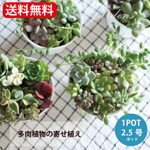 yGg[ŁIvXP5{zA 񂹐A A  ̊񂹐A 2.5|bg A Zbg c  Zbg  ChAO[ ϗtA ~jTCY  Ԉ y