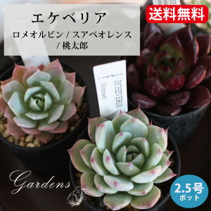 A GPxA Ir@XAxIX@Y@Romeo Rubin@2D5 2D5 @1POT@ԕc K[fjO ϗtA ChAO[@񂹐A@A@xPC\E@y