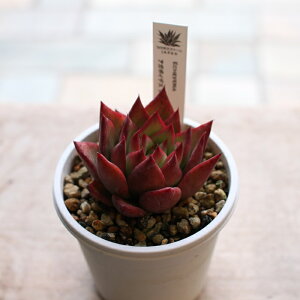 GPxA 3 3 1POT Iׂi AK{CfX I W[ WFChw tNClg XpC sNVy[ ԕc K[fjO ϗtA ChAO[ A x