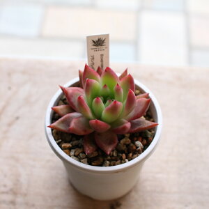 GPxA 3 3 1POT Iׂi AK{CfX I W[ WFChw tNClg XpC sNVy[ ԕc K[fjO ϗtA ChAO[ A x