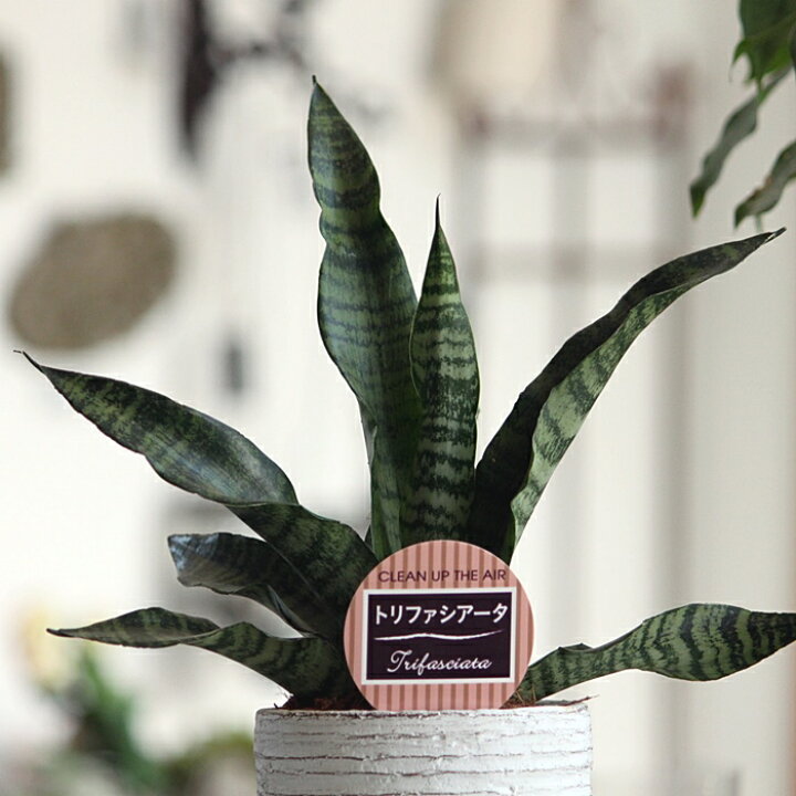 楽天市場】○4/4〜10☆エントリーで＋P10倍＆最大10％OFFクーポン 