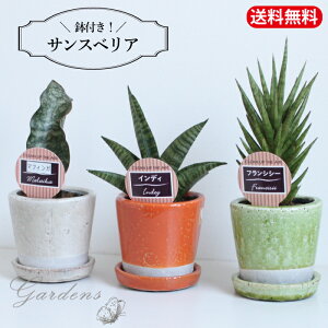 TXxA 󏭕i 2.5 2.5@픫A@_g J[OCYh|bg c@C@ϗtA ChAO[ CeA  @Ă₷@}CiXCI