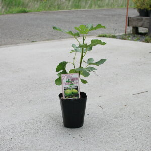 y}\Ԍ聚Gg[P10{+MAX10OFFN[|zyIׂ5ށzC`WN c c4 ԉ  ʎc V{c[ LO Nʎ N ʎc 4O|bg W