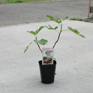 yIׂ5ށzC`WN c c4 ԉ  ʎc V{c[ LO Nʎ N ʎc 4O|bg Wɂ  yz