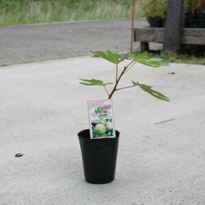 ySS聚Gg[őSi{P5{MAX15%N[|zyIׂ5ށzC`WN c c4 ԉ  ʎc V{c[ LO Nʎ N ʎc 4O|bg W