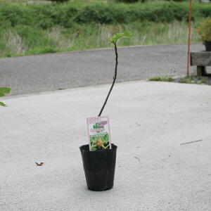 yIׂ5ށzC`WN c c4 ԉ  ʎc V{c[ LO Nʎ N ʎc 4O|bg Wɂ  yz