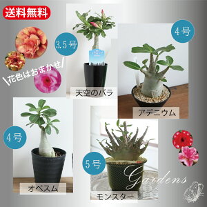 【マラソン期間限定エントリーでさらにP5倍】アデニウム オベスム adenium 4号 4寸 多肉植物 花 インドアグリーン 苗 観葉植物 引越祝い 開店祝い 新築祝い プレゼント 贈り物 【送料