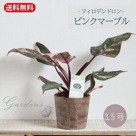 【マラソン期間限定★エントリーでP10倍+MAX10％OFFクーポン】ピンクマーブル　　フィロデンドロン・ピンクマーブル　　3.5号　　斑入り　美しい葉模様　【送料無料】