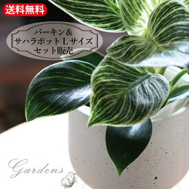 【マラソン期間限定★エントリーでP10倍+MAX10％OFFクーポン】フィロデンドロン・バーキン＆サハラポットLサイズのセット！ 　　斑入りの美しい葉　　グリーンインテリア　素焼き風の鉢カバー　　シンプルなセメント鉢　　【送料無料】