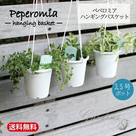 【期間限定エントリーでP10倍＆MAX10％OFFクーポン】ペペロミア　吊鉢　ハンギングバスケット　観葉植物　3.5号　3.5寸　多肉植物　インドアグリーン　ハンギング 苗 　観葉植物　寄せ植え　多肉 ガーデニング 【送料無料】